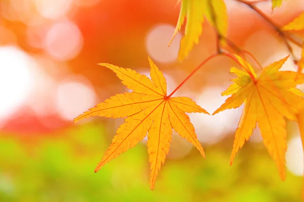 Осенний кленовый отпуск — стоковое фото
