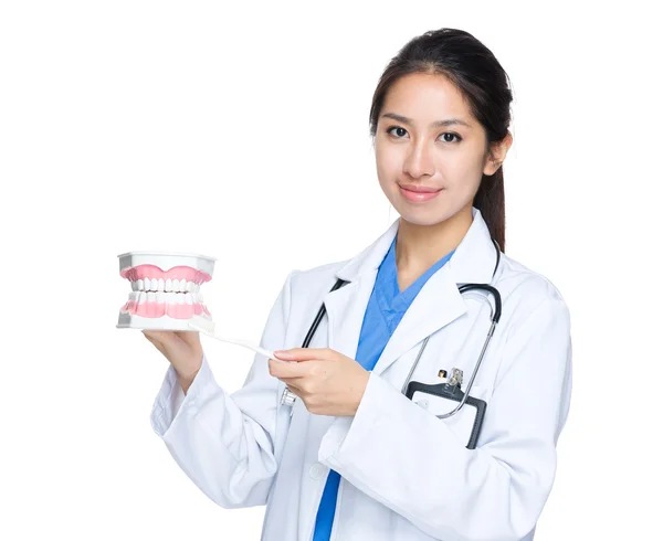 Dentist with denture for demonstration — Stock Photo, Image