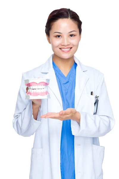 Dentista segurar dentadura — Fotografia de Stock