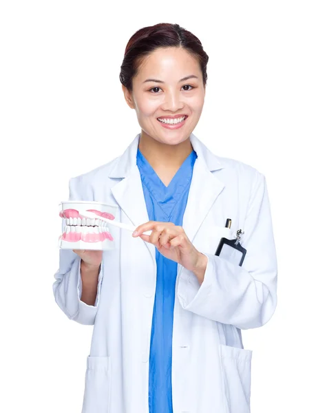 Dentist with toothbrush and jaw for demonstration — Stock Photo, Image