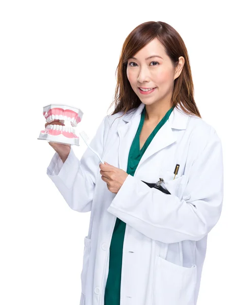 Femme dentiste avec prothèse dentaire — Photo