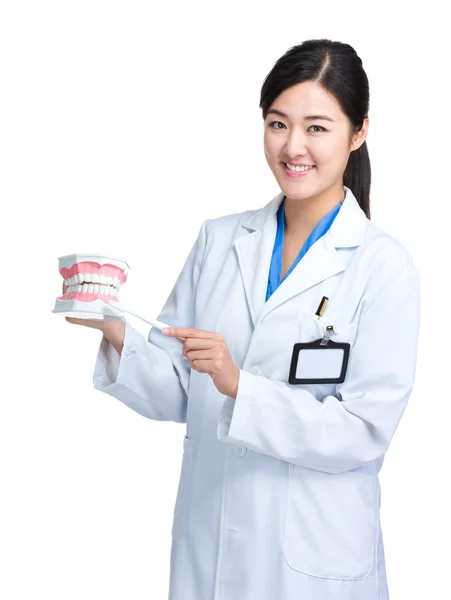 Aziatische vrouwelijke arts met gebit — Stockfoto