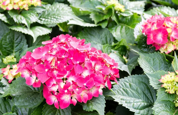 Flor de hortensias — Foto de Stock