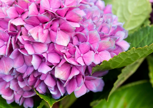 Tenera ortensia fiore viola — Foto Stock