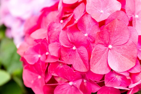 Flor de hortensias de cerca — Foto de Stock