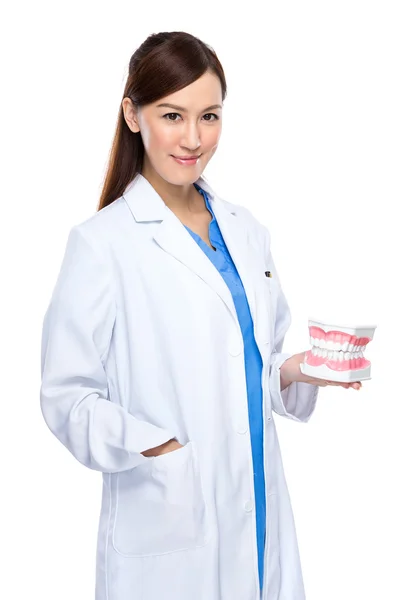 Dentist with jaw — Stock Photo, Image