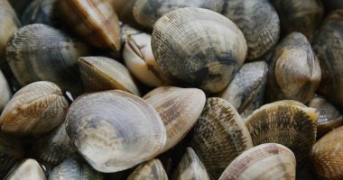 Tabakta taze çiğ deniz ürünleri.