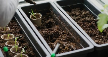 Küçük bahçedeki toprağa küçük su ıspanağı filizi kağıt bardak.