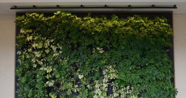 Binanın dışındaki yeşil santral duvarı. 