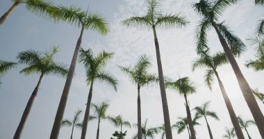 Mavi gökyüzü olan palmiye ağacı