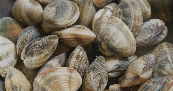 Fresh Raw Clam Bowl — Stock Photo, Image