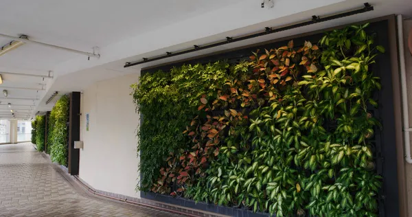 Ściana Zielonych Roślin Budynku Zewnętrznym — Zdjęcie stockowe