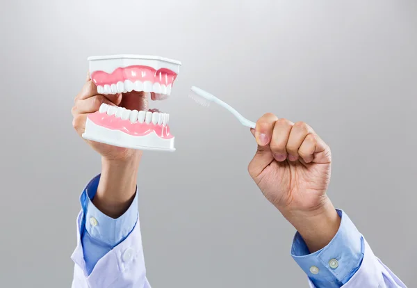 Стоматолог тримається за зубний протез і зубну щітку — стокове фото