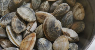 Taze çiğ deniz tarağı.