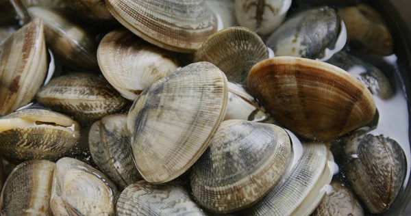 Fresh Raw Seafood Clam Plate — Stock Photo, Image