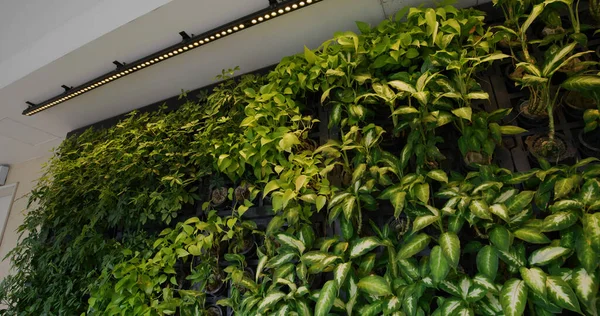 Green Plant Wall Building — Stock Photo, Image