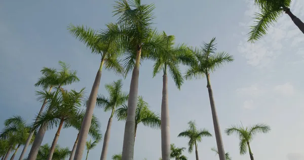 Palmboom Met Blauwe Lucht — Stockfoto