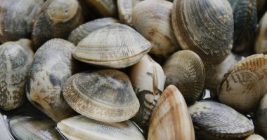 Taze çiğ deniz tarağı pişirmeye hazır ol.