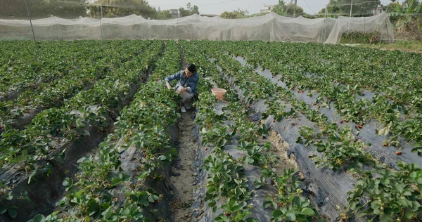 Woman Pick Strawberry Farm — Stock Photo, Image