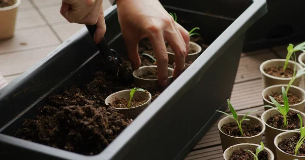 Femme Mettre Une Tasse Petits Épinards Dans Pot Maison Jardin — Photo