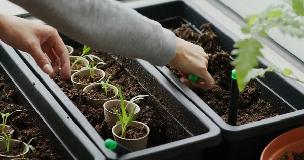 Semis Sur Terre Dans Petit Jardin Maison Balcon — Photo