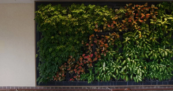 Ściana Zielonych Roślin Budynku Zewnętrznym — Zdjęcie stockowe