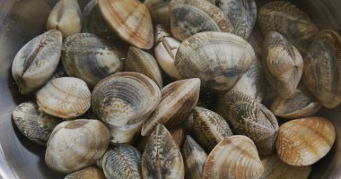 Taze çiğ deniz tarağı.