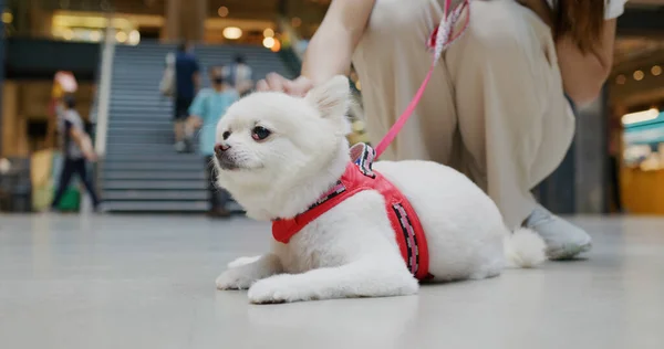 Pet Friendly Nákupní Centrum Bílým Pomeranian Pes — Stock fotografie