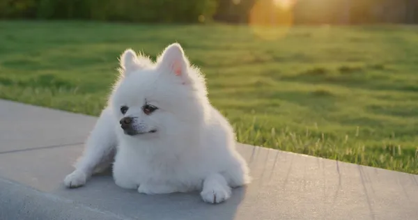 Λευκό Pomeranian Πάει Στο Πάρκο — Φωτογραφία Αρχείου