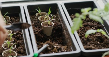 Su ıspanağı filizi Çiçek kabına geçer