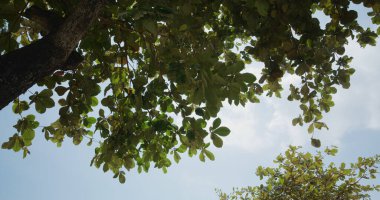 Kumsalın yanındaki ağaçta güneş ışığı parlıyor.