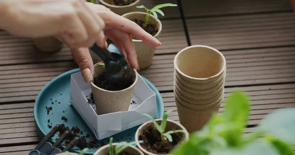 Mettre Les Petits Épinards Eau Dans Une Tasse Papier — Photo