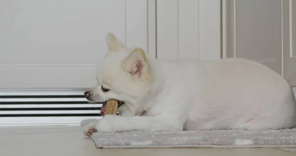 Белая Померанская Собака Жует Дома Перекусывает — стоковое фото