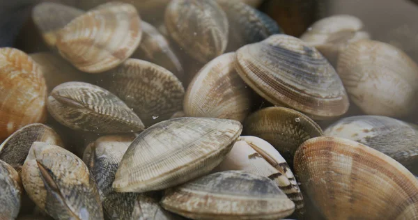 Frische Rohe Venusmuscheln Zum Kochen Zubereiten — Stockfoto