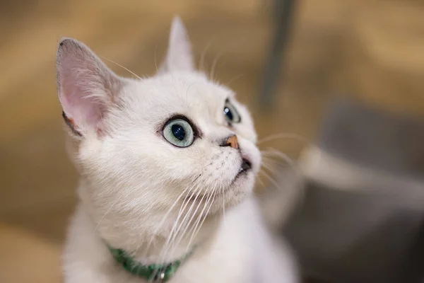 Precioso Gato Mirar Fijamente Parte Superior —  Fotos de Stock