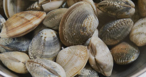 Fresh Raw Clam Bowl — Stock Photo, Image