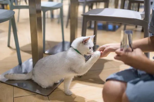 Kadın Kahvecide Kediyle Besleniyor — Stok fotoğraf
