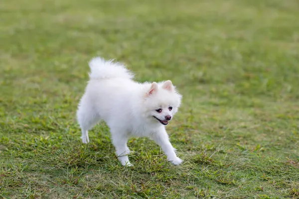 Branco Pomeranian Executado Gramado Verde Parque — Fotografia de Stock