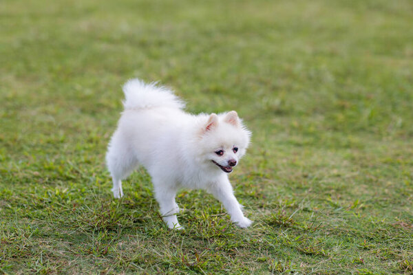 Белый поморский бег по зеленой лужайке в парке