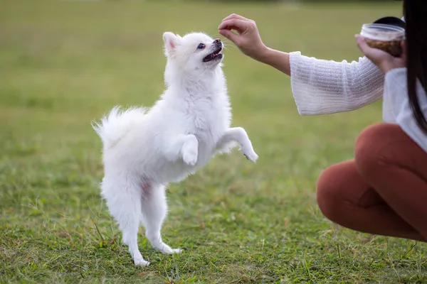 White Pomeranian Berdiri Untuk Makanan Ringan Taman — Stok Foto