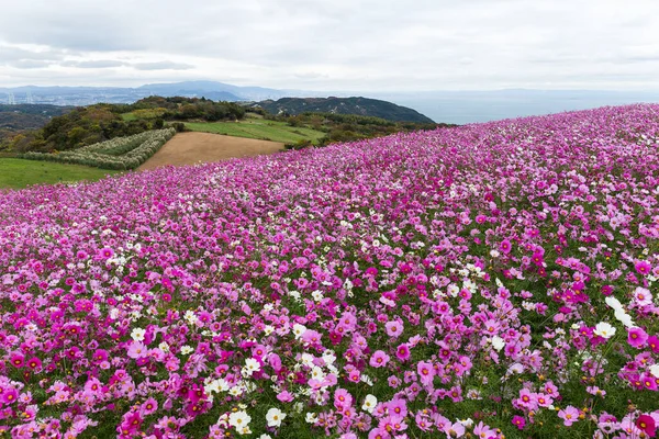 Różowy Stokrotka Kwiat Pole Awaiji Japonia — Zdjęcie stockowe
