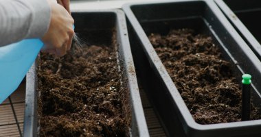 Ev bahçesinde filizlenen küçük bir bitkiye su püskürtme.