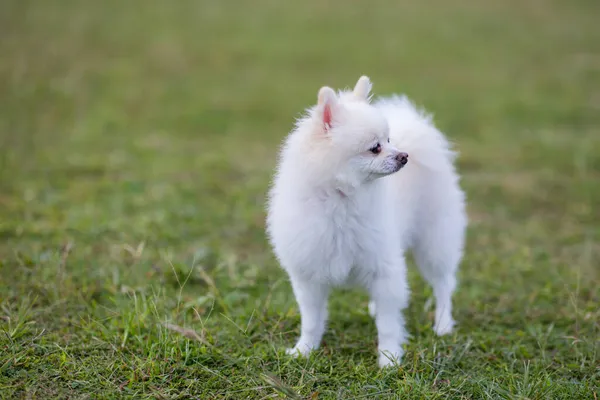 Bianco Stand Pomerania Sul Prato Verde Parco — Foto Stock