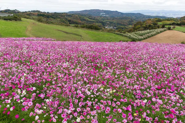 Różowy Stokrotka Kwiat Pole Awaiji Japonia — Zdjęcie stockowe