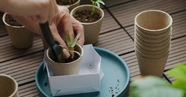 Evde, balkonda bitki dikiyorum.