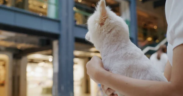 Beyaz Pomeranya Köpekli Evcil Hayvan Dostu Alışveriş Merkezi — Stok fotoğraf