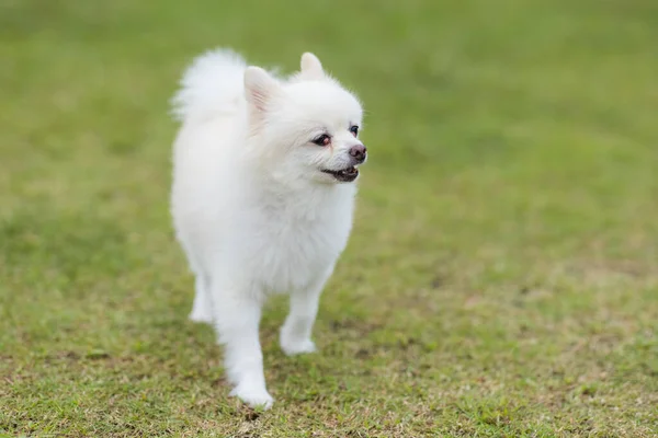 White Pomeranian Run Green Lawn — Stock Photo, Image