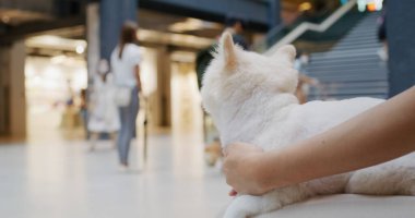 Beyaz Pomeranya köpekli evcil hayvan dostu alışveriş merkezi
