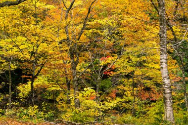 Ağacın farklı renginde sonbahar ormanı