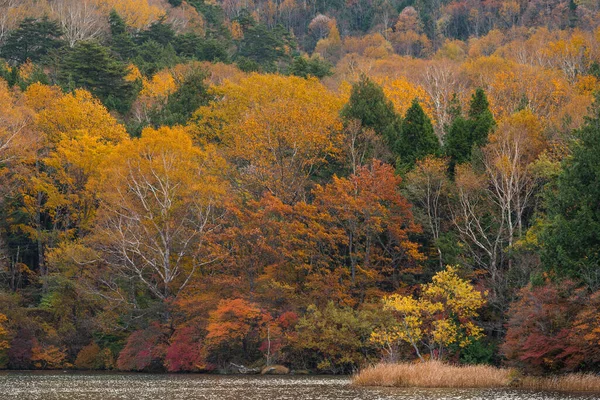 Όμορφο Φθινόπωρο Εποχιακά Δάση Και Λίμνη — Φωτογραφία Αρχείου